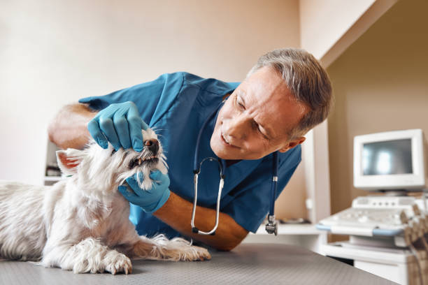 Best Broken or Chipped Tooth Repair in Ava, MO